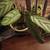 Downsizing - Houseplants for sale 22 thumbnail