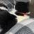 2 male tuxedo cats 2 thumbnail