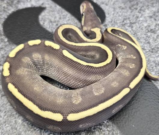 Incredibly stunning ball python babies529858430218414084
