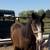 Horse 1 thumbnail