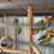 Birds - 9 Love Birds 4 thumbnail