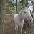 Beginner safe mare 1 thumbnail