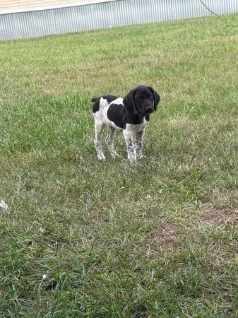 GSPs - German Shorthair Pointer