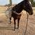 Kid broke grade mare 12 thumbnail