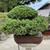 bonsai 20 thumbnail