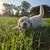 Farm Animals 4 thumbnail
