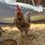 Roosters 3 thumbnail