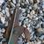 Antique 1919-1928 The CLYDE CUTLERY COMPANY No. 5407 Tree Trimmer With 5 thumbnail