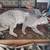 Taxidermy bobcat 2 thumbnail
