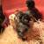 Bantam chicks 1 thumbnail
