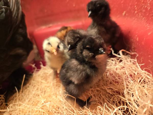 Bantam chicks 1