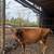 Jersey Cow 1 thumbnail