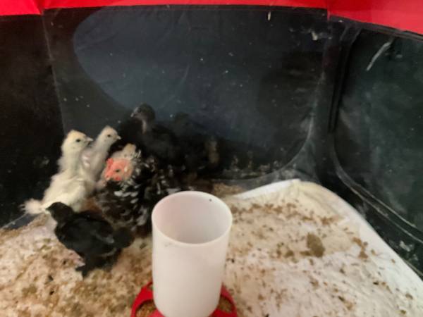 Bantam Cochins