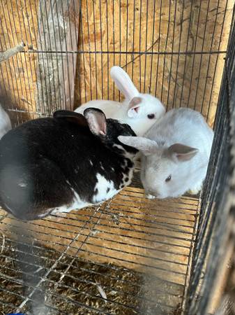 Rabbits 1