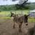 2 mini donkey jacks 3 thumbnail