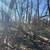 LAND CLEARING * FORESTRY MULCHING * PASTURE CLEARING 2 thumbnail