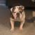 Rehoming English bulldog 2 thumbnail
