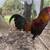 Roosters 5 thumbnail