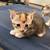 Polydactyly kittens 5 thumbnail