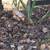 Chickens 4 thumbnail
