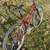 1997 Voodoo Wanga MTB 44cm/17in (fits someone 5'7"- 5'8") 6 thumbnail