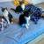 11 week old kittens 3 thumbnail