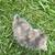 kittens 7 thumbnail