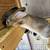 Rabbits 3 thumbnail