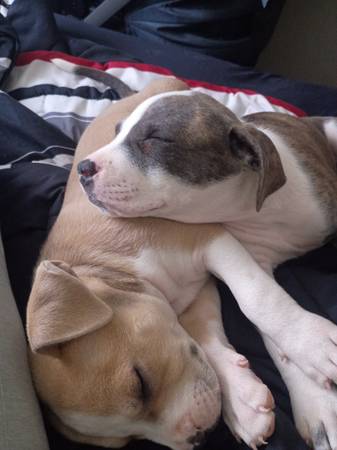 2 cachorros bravucones (Kennewick)