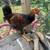🌟 Handsome Golden Laced Wyandotte Rooster Needs a New Home 🌟 (FREE) 3 thumbnail