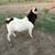 Boer goats 5 thumbnail