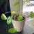 Money Plant in Ceramic Pot 2 thumbnail