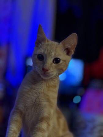 Macho de 16 semanas de edad de raza American Shorthair63853558902019120