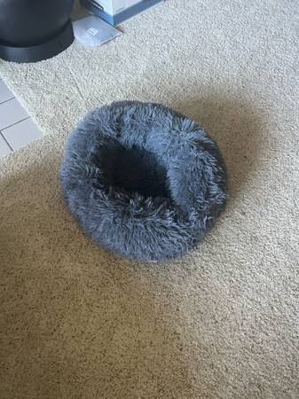Pet dog 1