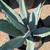 Agave 15 thumbnail