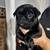 Pugs 6 thumbnail