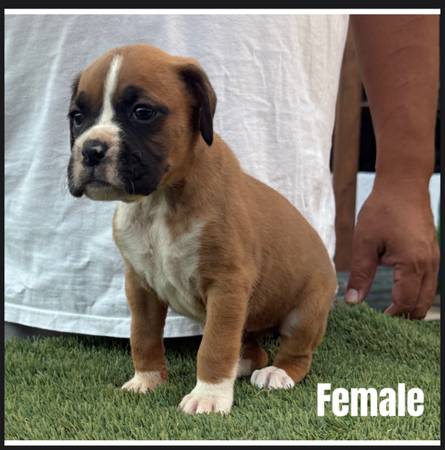 Cachorros Boxer AKC (Phoenix)64007248377218120