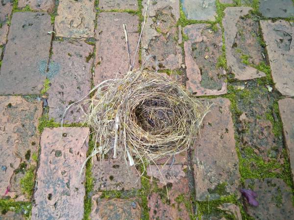 Empty bird's nest - free 1