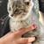 kitten 1 thumbnail