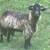 Downsizing Goat Herd 7 thumbnail