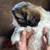 Shih Tzu Puppies 9 thumbnail