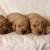 Golden Retriever 2 thumbnail