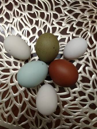 Fertile Chicken Hatching Eggs: Rare Breeds! 1