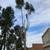 🌴🌳🌿TREE TRIMMING,🌴 TREE REMOVAL, PALM REMOVAL, PALM TRIMMING , SERVI 11 thumbnail