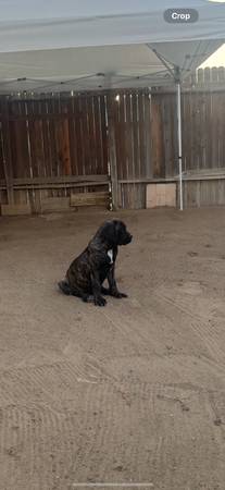 Cane corso (Bakersfield)64014696689281120