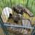 Kunekune 3 thumbnail