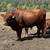 Red Dexter Bull 2 thumbnail