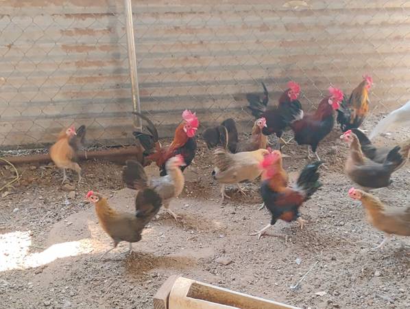 Bantam chickens 1