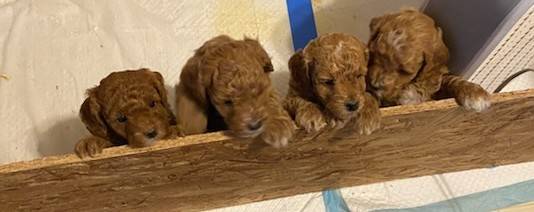 Mini poodles de sangre pura (Mcloud)63681505871361120