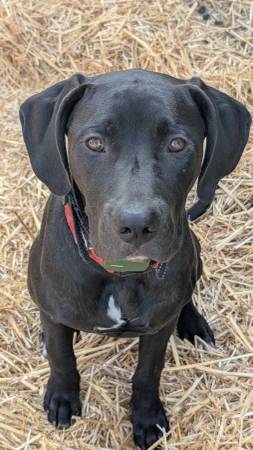 Doberman/Mastiff inglés (Snohomish)634435769790731225